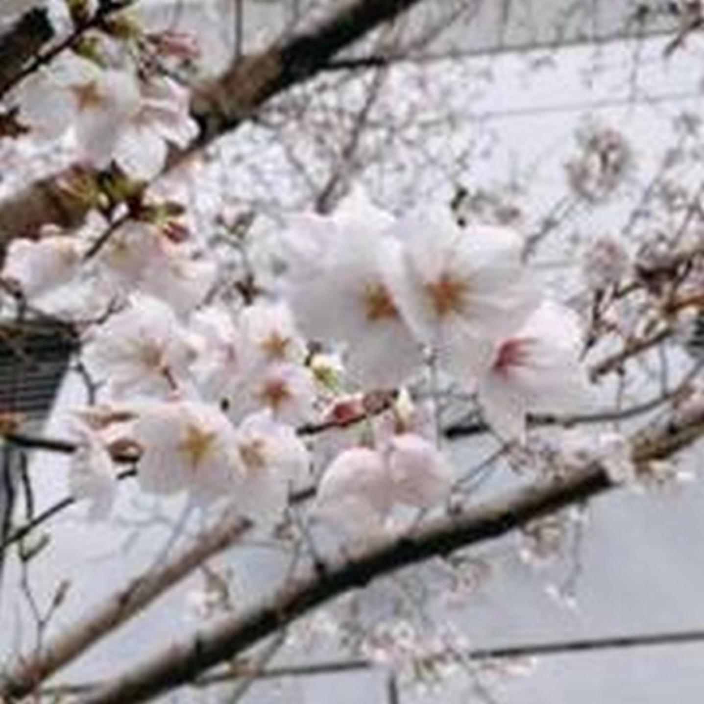 むつみ庵此花601 Lägenhet Osaka Exteriör bild